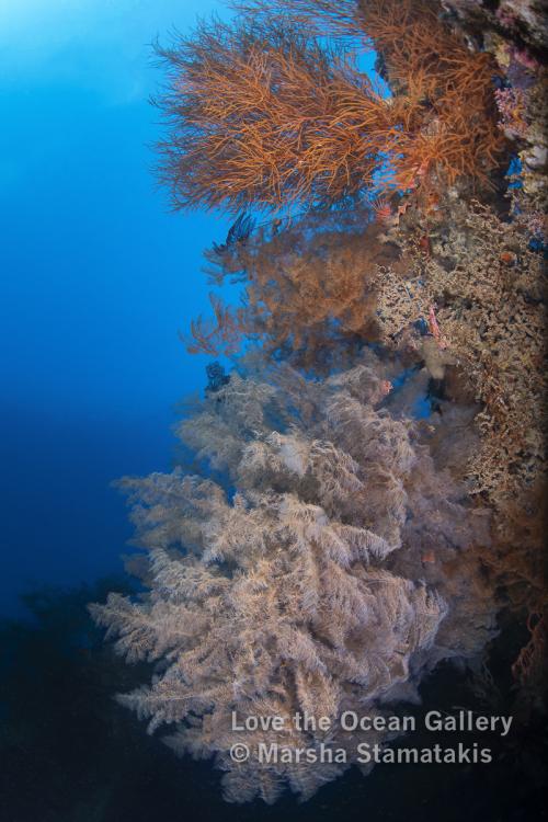 Clouds of Coral